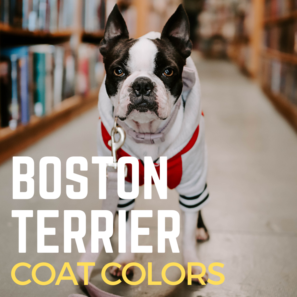 Boston Terrier Colors Chart