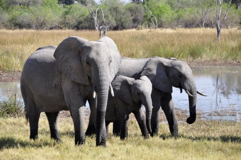 Herds of elephants guard the young, the females, and keep them safe.