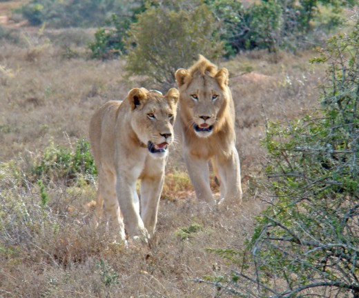 Lions in Addo Elephant Park