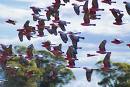 Galahs.  These gorgeous parrots are treated as vermin in Oz., but you can't take one home!