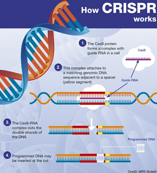 Pic: How CRISPR-Cas9 works