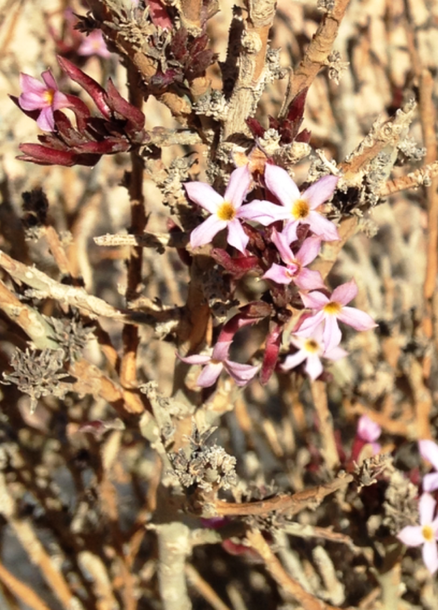This beautiful plant is a favorite food amongst camels and sheep.