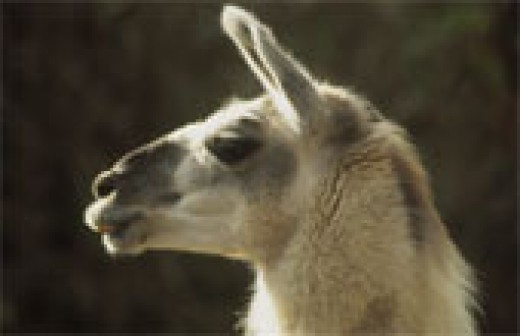 The Llama, a symbol of the Andes and Peru! | HubPages