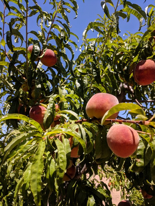 Fruits have been a popular food source for people since prehistoric times 