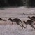 Roos on the move.  credit howstuffworks.com