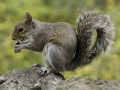 Wild Animals and Children