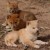 Dingo pups in conservation care  dingoconservation.com credit