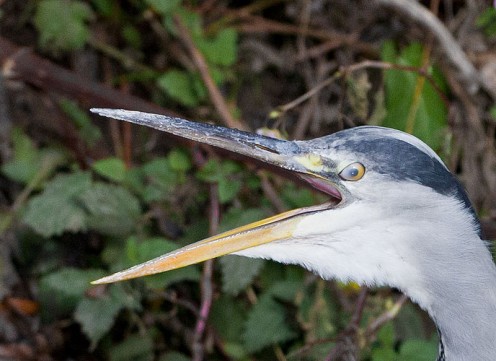  Grey Herron commonly-known as a loud mouth.