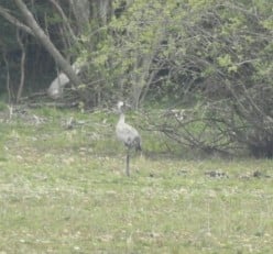 Rarity Alert: Common Crane at Upper Bittell Reservoir, Worcestershire, Saturday 18th May 2019