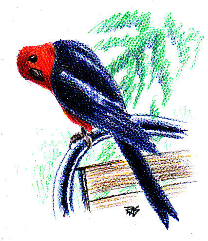 King Parrot drawn with Coloursoft colored pencils on paper, from photo reference by crispur2005 on WetCanvas.com. It's comfortable on the back of a lawn chair. You need a good seat that's comfy for who you are, good lighting and every physical comfor