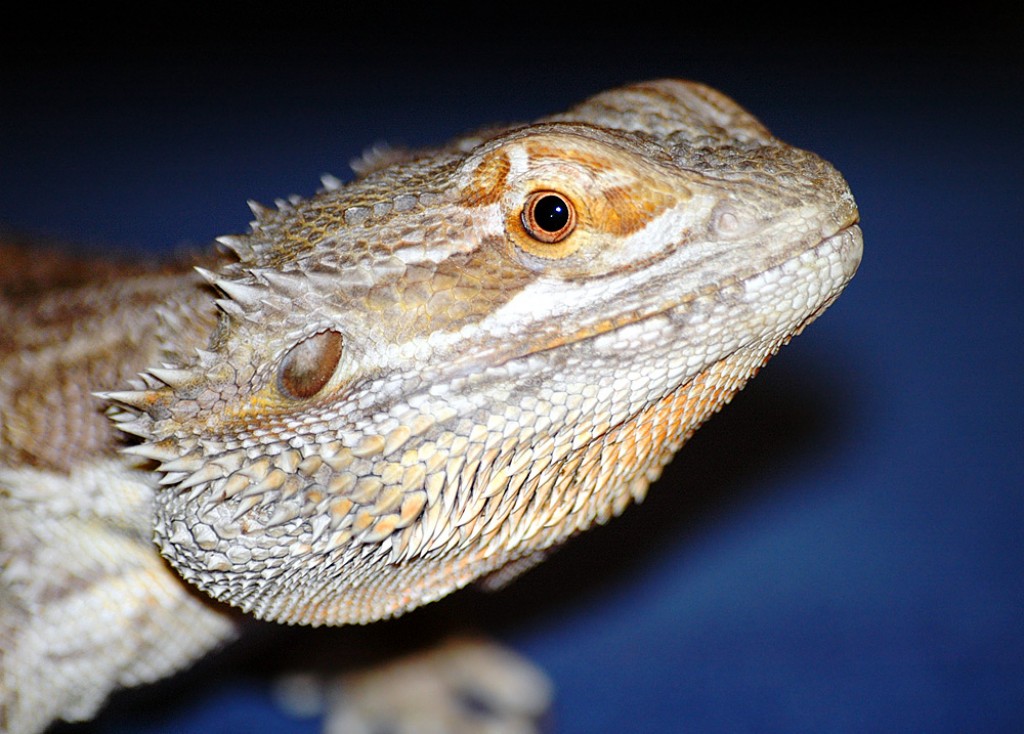 Metabolic Bone Disease in Bearded Dragons | PetHelpful