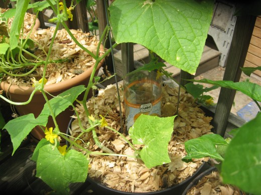 Plastic bottle waterer in my cucumber plant