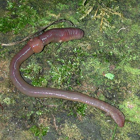 Redworms get lonely too, so I am giving them a Redworm Pageant.