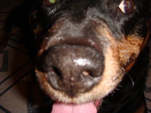 They say a dog's smell is like our eyes reading a road map. Hers led her to the camera! lol