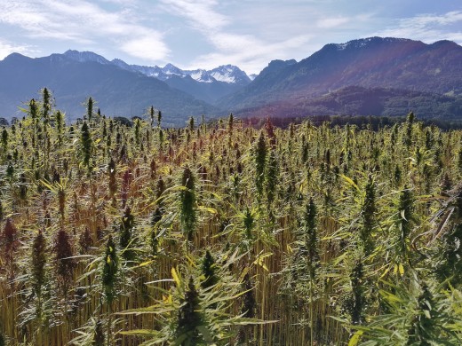 Cannabis Fields as far as the eye can see.