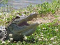 Alligators: Fun Facts