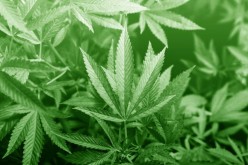 Study on Marijuana