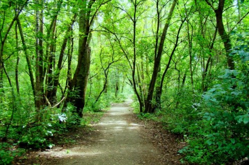 A trail road through a forest