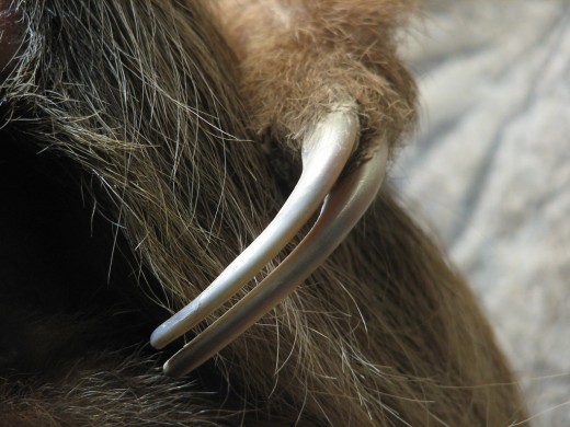 Close up view of sloth claws.