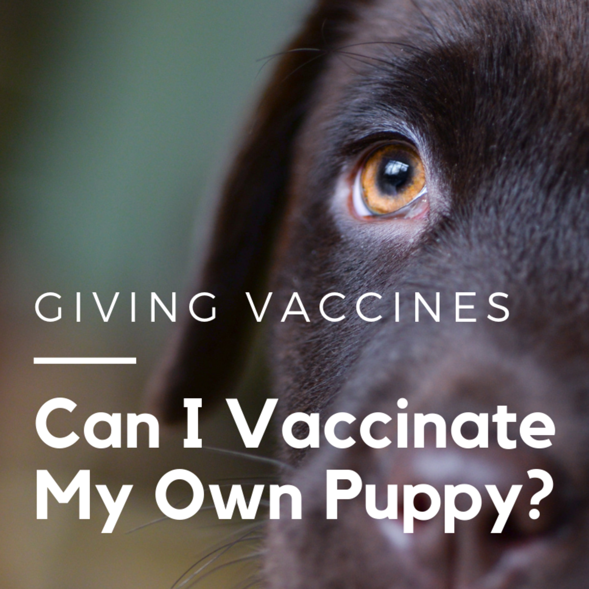 How to Do Puppy Vaccinations and Give Your Puppies Shots ...