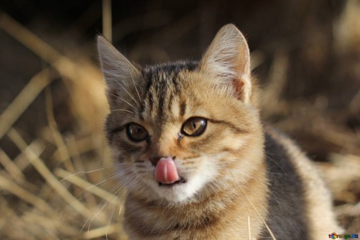 Kitten Licking It's Mouth