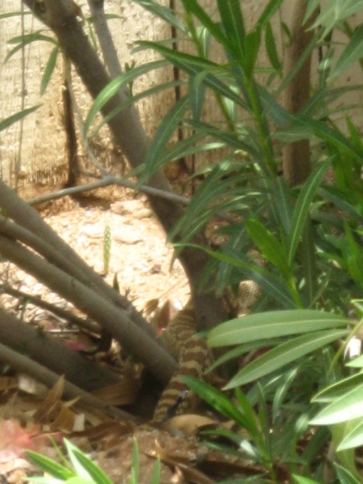The suspected sidewinder snake vanishes behind the bush.