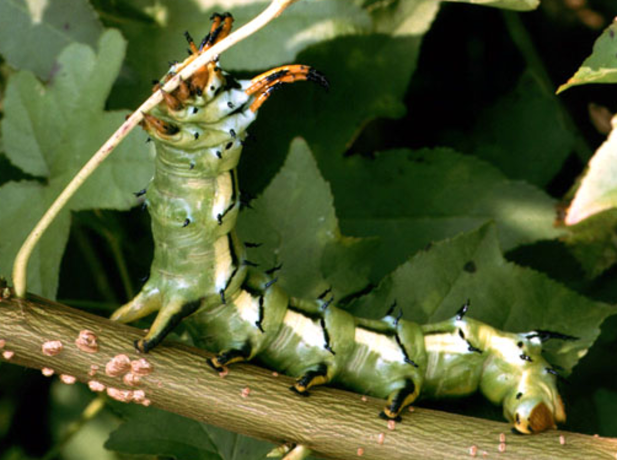 Ohio Caterpillar Identification Chart