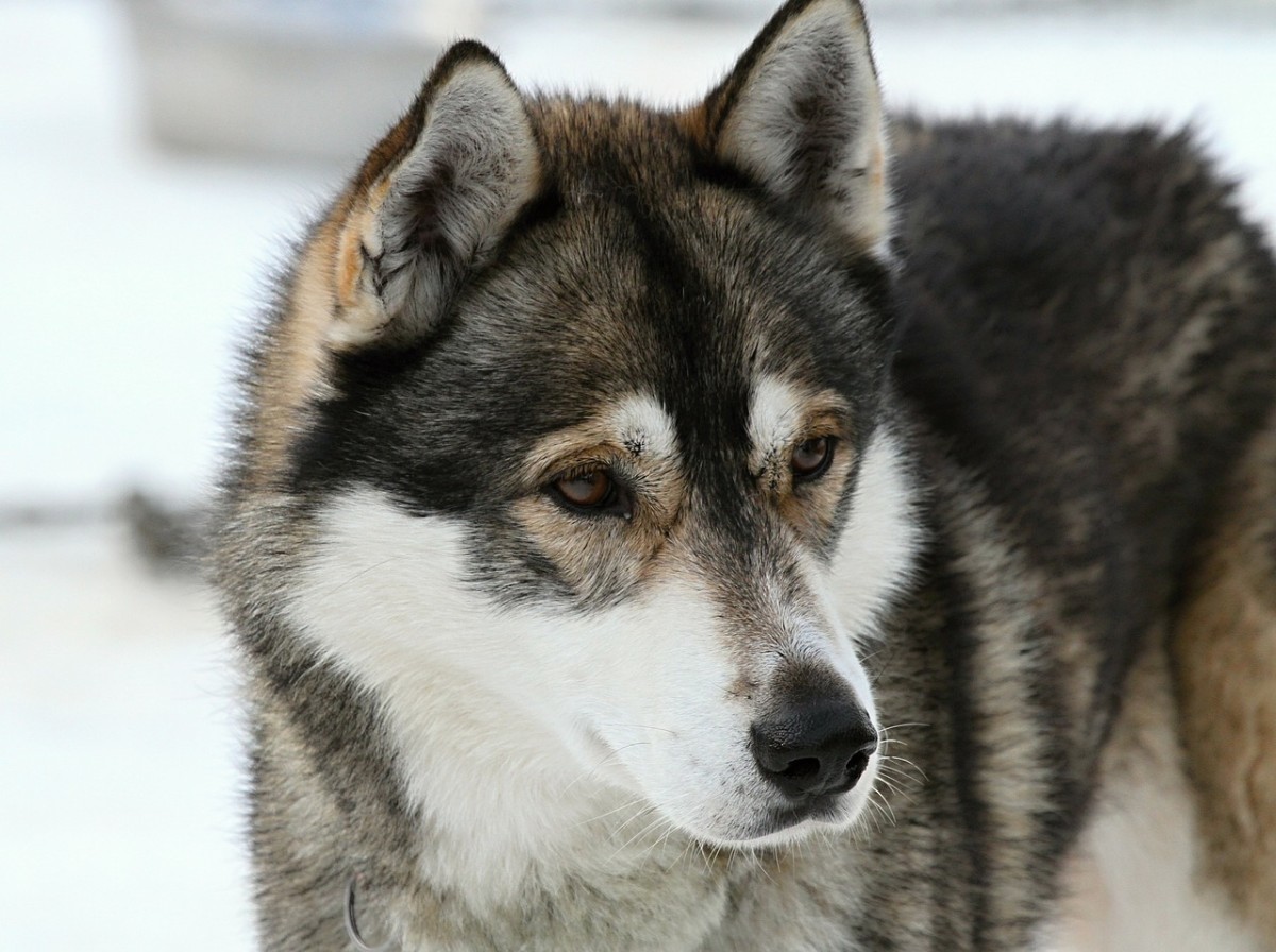 Husky Wolf Mix - Good Dog to Own? | HubPages