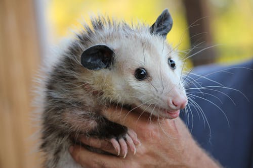 The Opossum Is One Of The Most-Hit By Cars And Become, I Can't Say It!