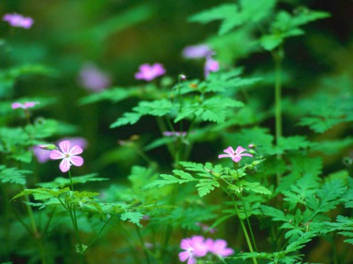 The freshness of a new love
