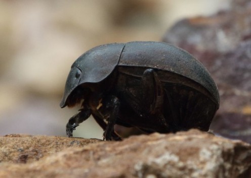 Adult Dung Beetle.