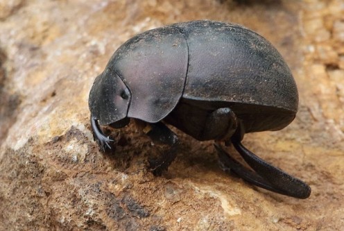 The Dung Beetle Is Never Idle, But Is Always Busy Building Dung Balls.
