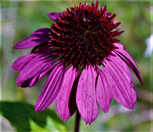Purple Coneflower