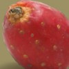 nopalea profile image