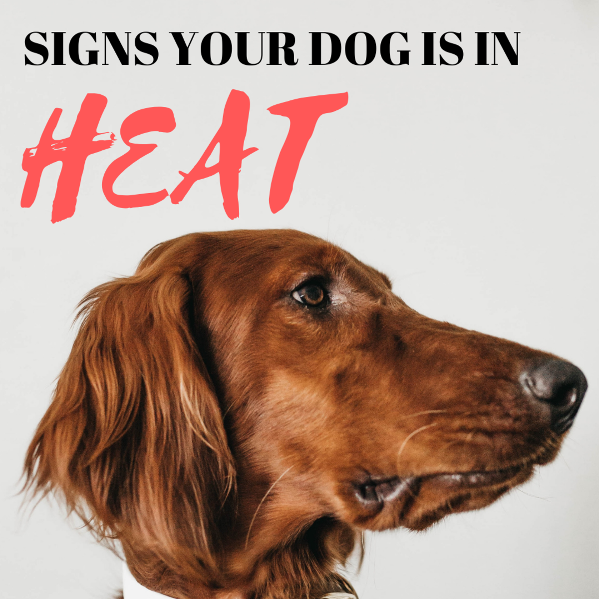 Signs Your Dog Is in Heat and Basic Pregnancy Prevention