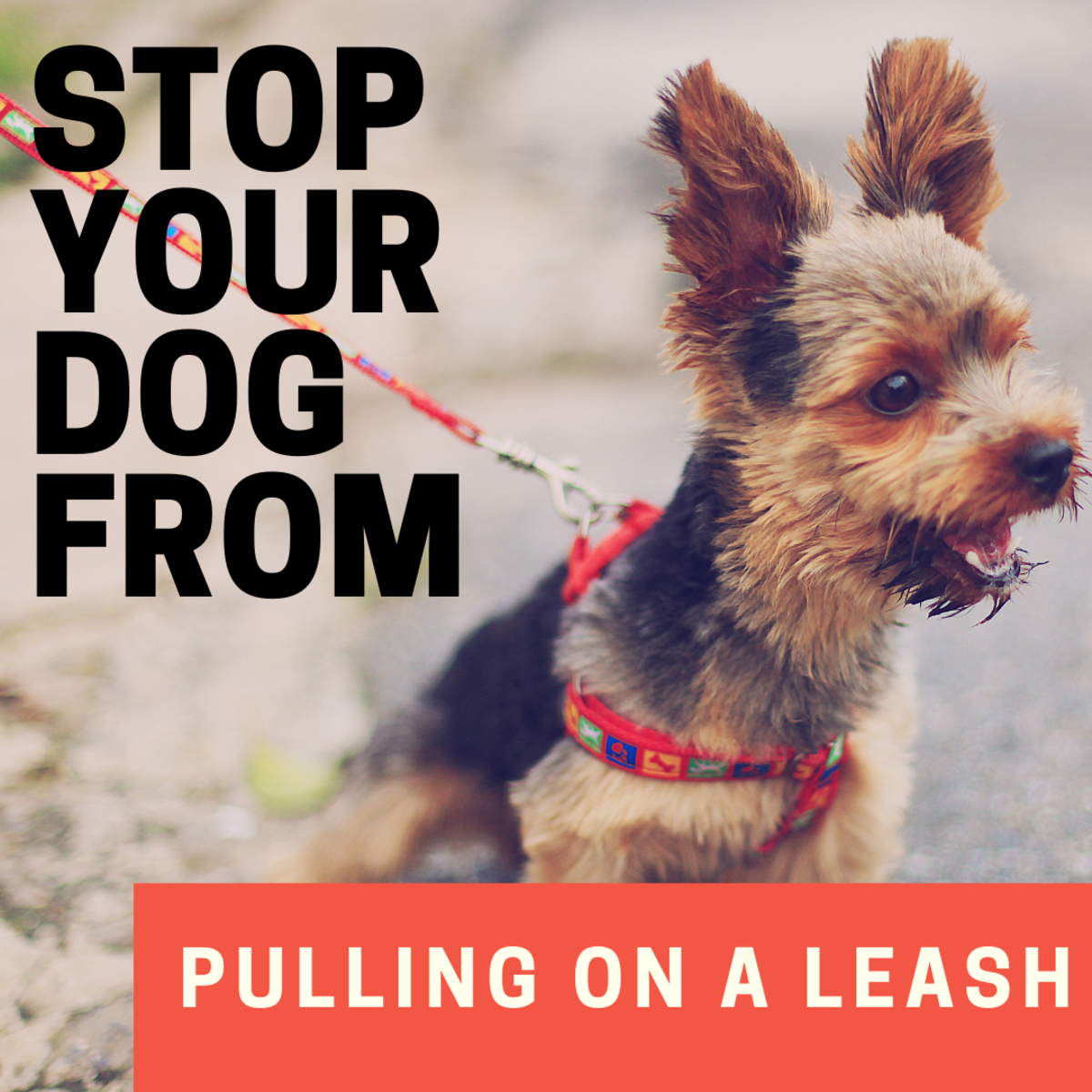 how to stop my puppy from pulling on the leash