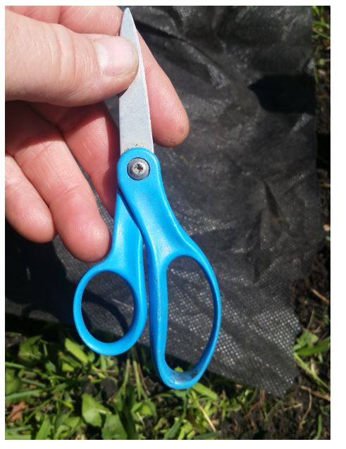 sharp Fiskars scissors