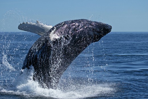 Whale breach