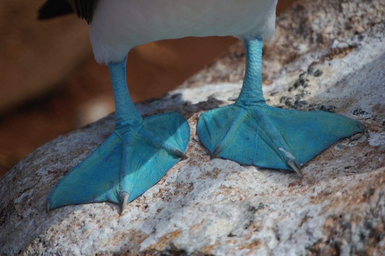 The Blue-Footed Boobies, Blue-Footed Boobies