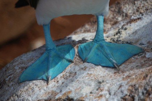 Detail of the legs of a blue-footed booby 