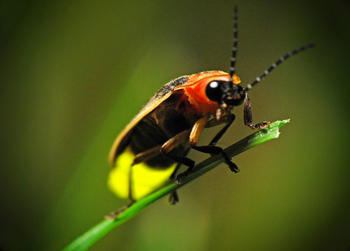 Lighting bug, or firefly.