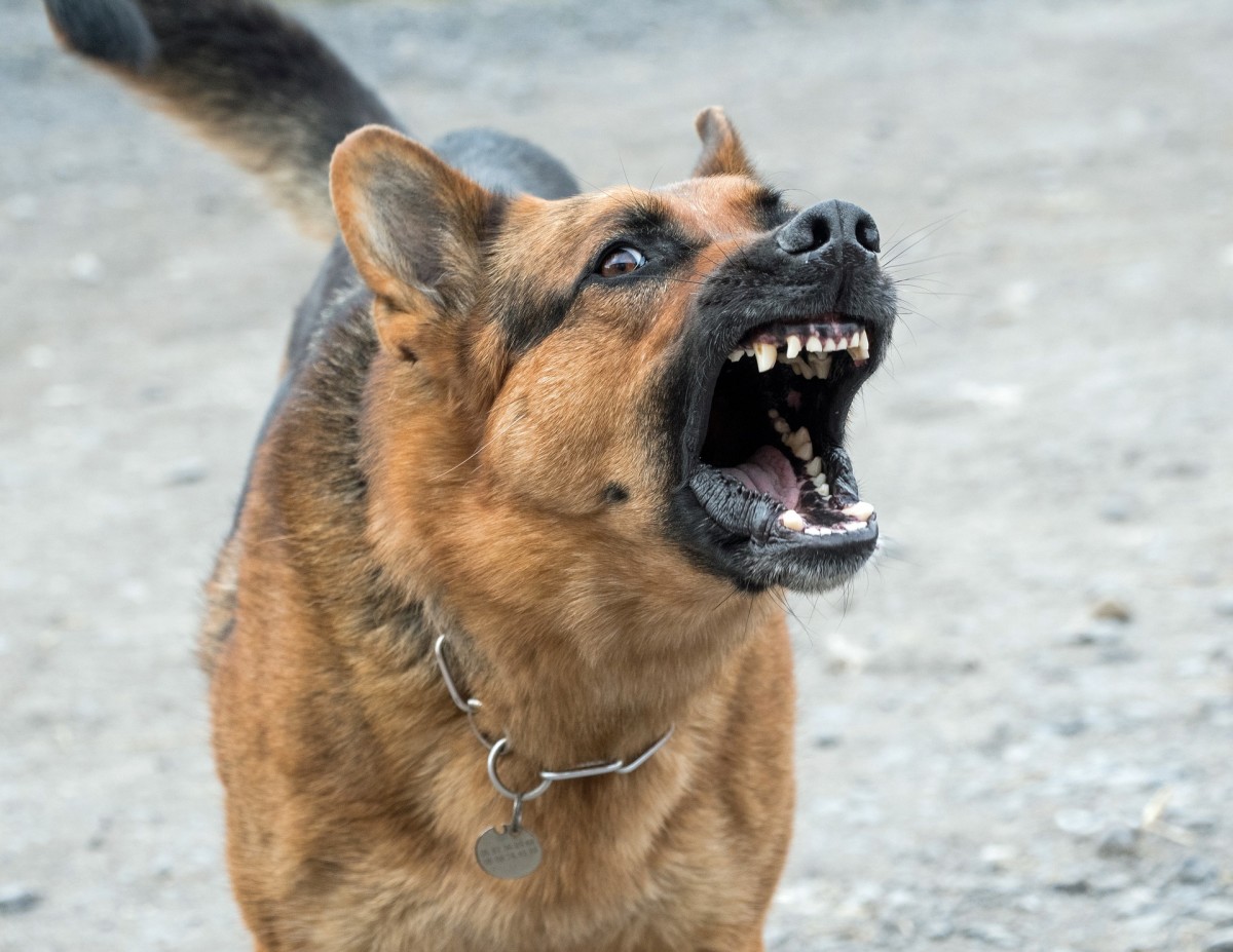 Warning Signs and Causes of Dangerous and Aggressive Dogs | PetHelpful
