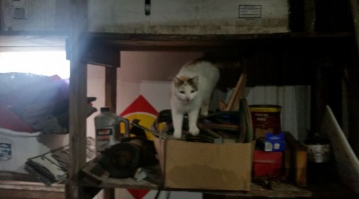 neighbor cats climb around on shelves