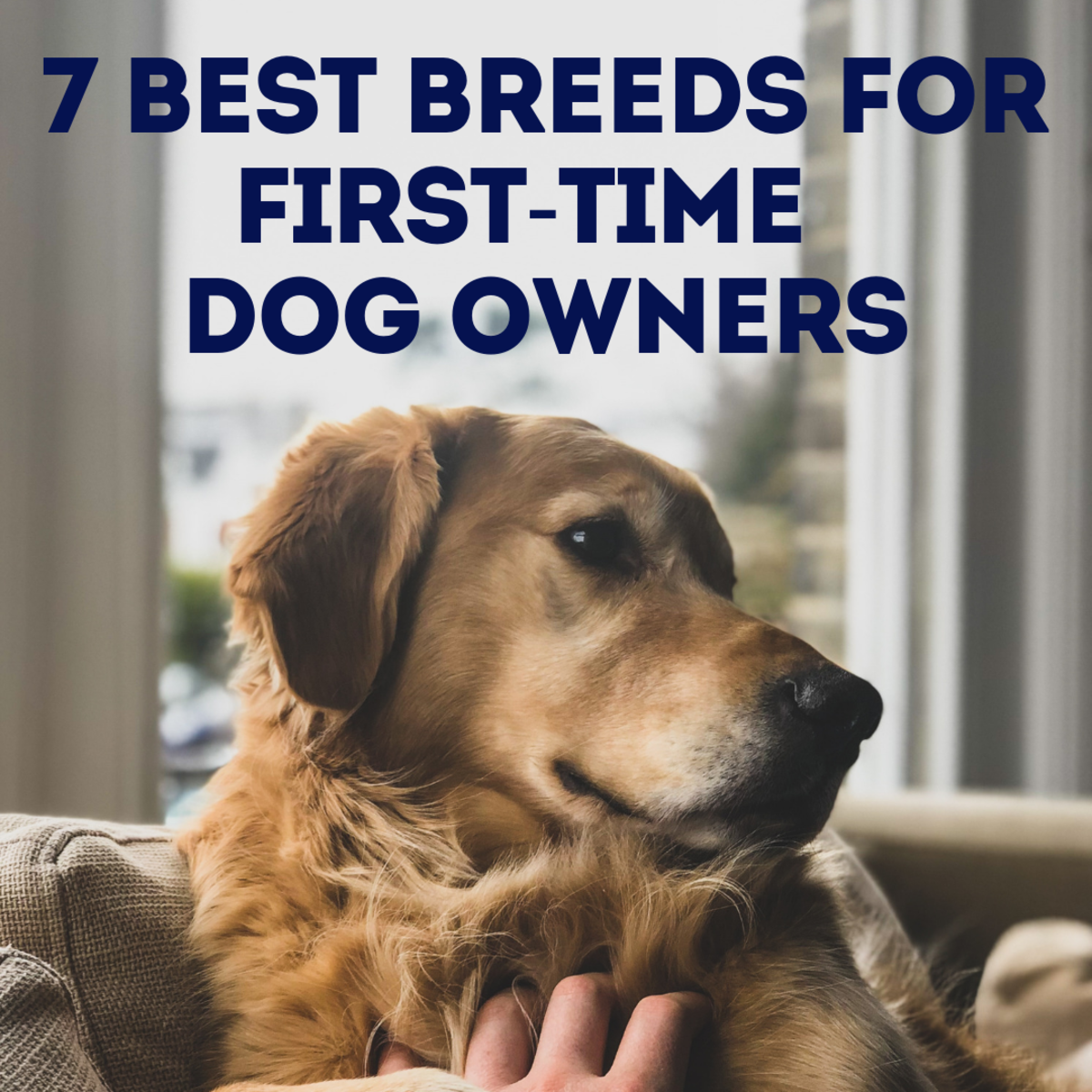 7 Best Dog Breeds for FirstTime Owners PetHelpful