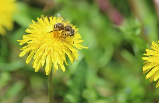 A bee enjoying a common dandeliion in a bee lawn.