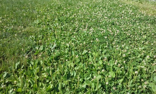 My bee lawn in Pennsylvania in July.