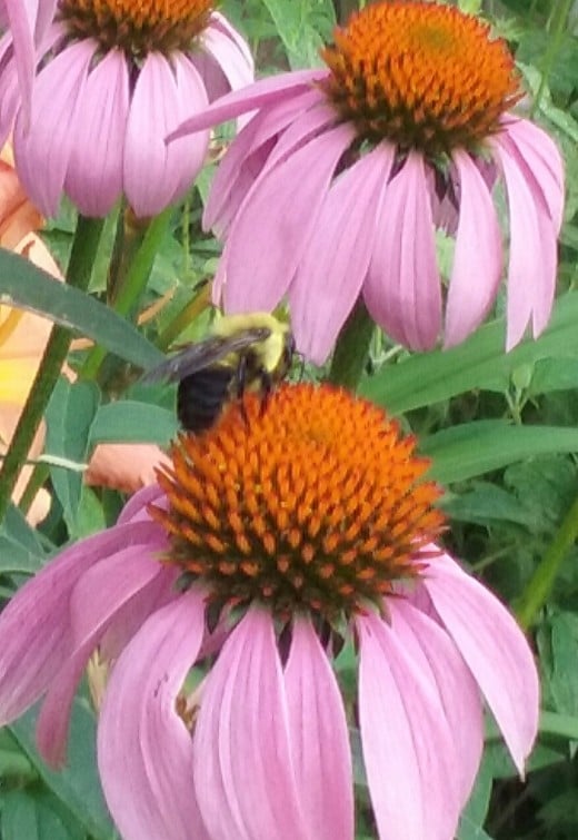 One of many types of bees visiting the purple coneflowers of my front yard.