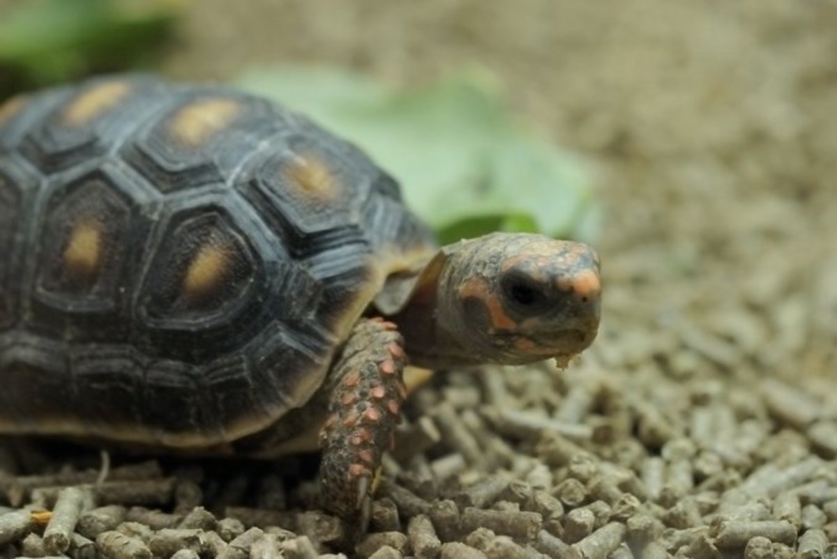 Common Health Problems With Red Footed Tortoises Pethelpful