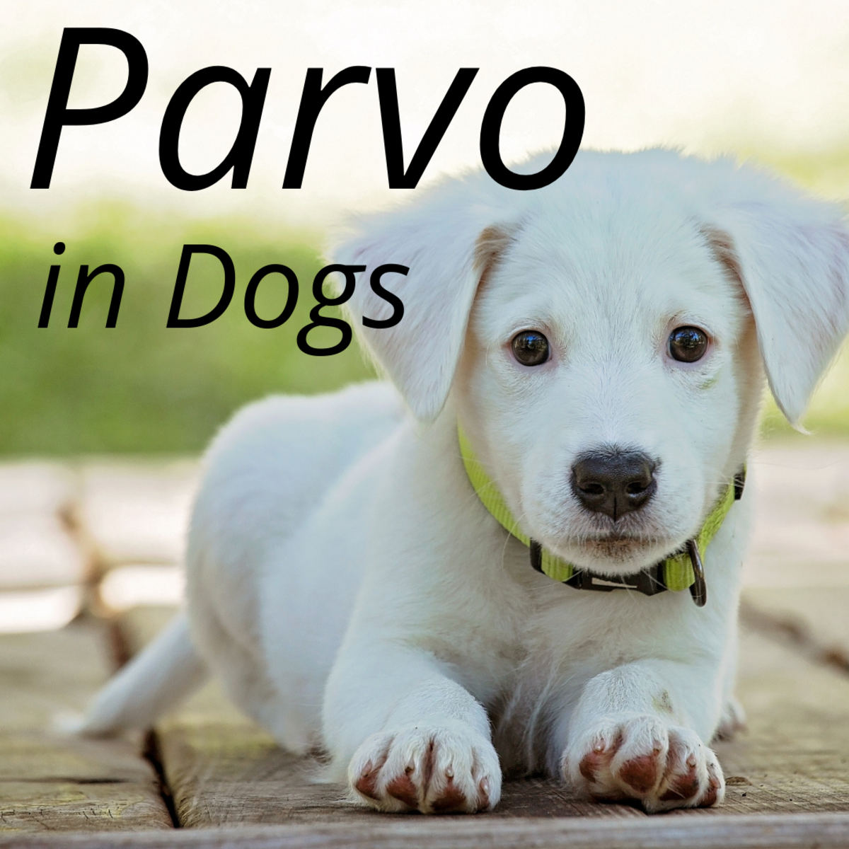 Canine Parvovirus FAQs and Common Misconceptions PetHelpful