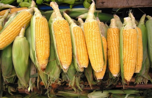 Corn during a fall harvest
